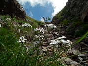 37 Achillea di Clavena (Achillea clavenae)